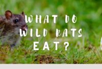 What Do Rats Eat in the Wild? Natural Diets and Survival Foods