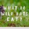 What Do Rats Eat in the Wild? Natural Diets and Survival Foods