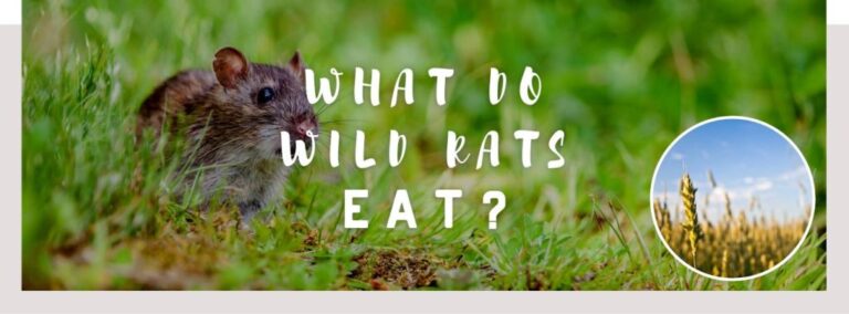 What Do Rats Eat in the Wild? Natural Diets and Survival Foods