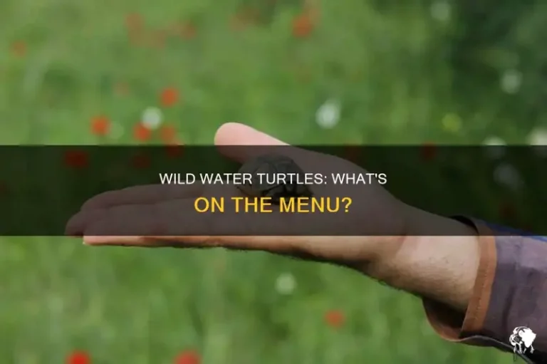 What Do Water Turtles Eat? Healthy Diets for Pet and Wild Turtles