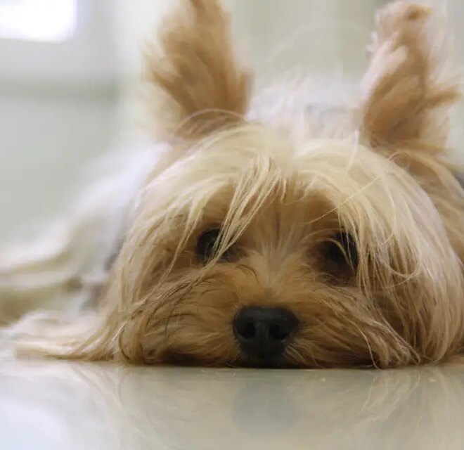 What Do Yorkies Usually Die From? Common Health Risks Explained
