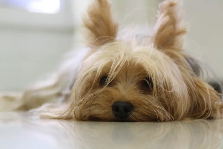 What Do Yorkies Usually Die From? Common Health Risks Explained