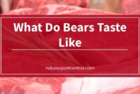 What Do Bears Taste Like? Flavor Comparison and Cooking Tips