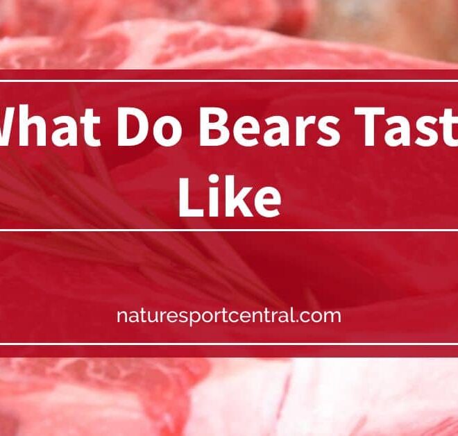 What Do Bears Taste Like? Flavor Comparison and Cooking Tips