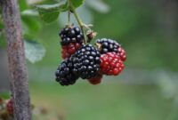What Do Mulberries Taste Like? Sweet Tart and Surprisingly Complex