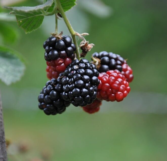 What Do Mulberries Taste Like? Sweet Tart and Surprisingly Complex