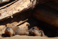 What Do Groundhogs Love to Eat? Favorite Foods and Garden Risks