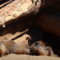 What Do Groundhogs Love to Eat? Favorite Foods and Garden Risks
