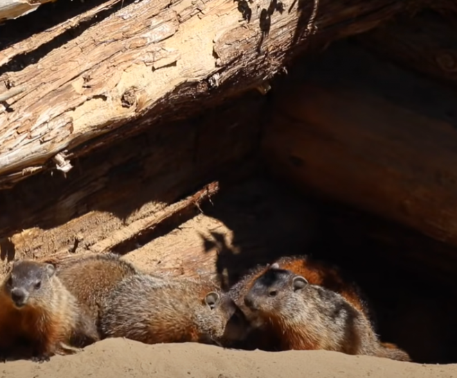 What Do Groundhogs Love to Eat? Favorite Foods and Garden Risks