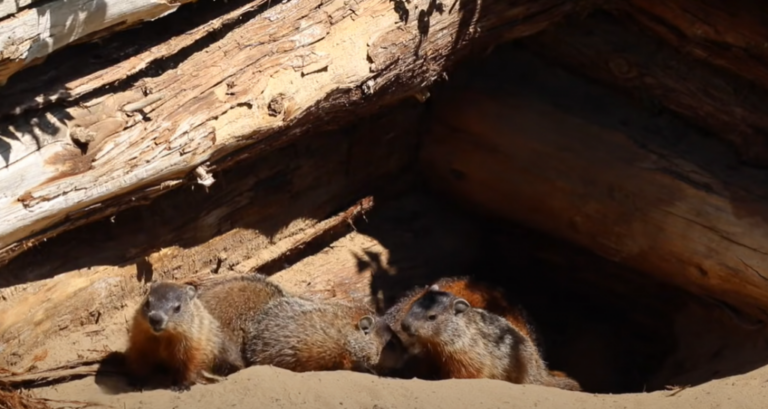What Do Groundhogs Love to Eat? Favorite Foods and Garden Risks