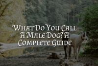 What Do You Call a Male Dog? Correct Terminology Explained