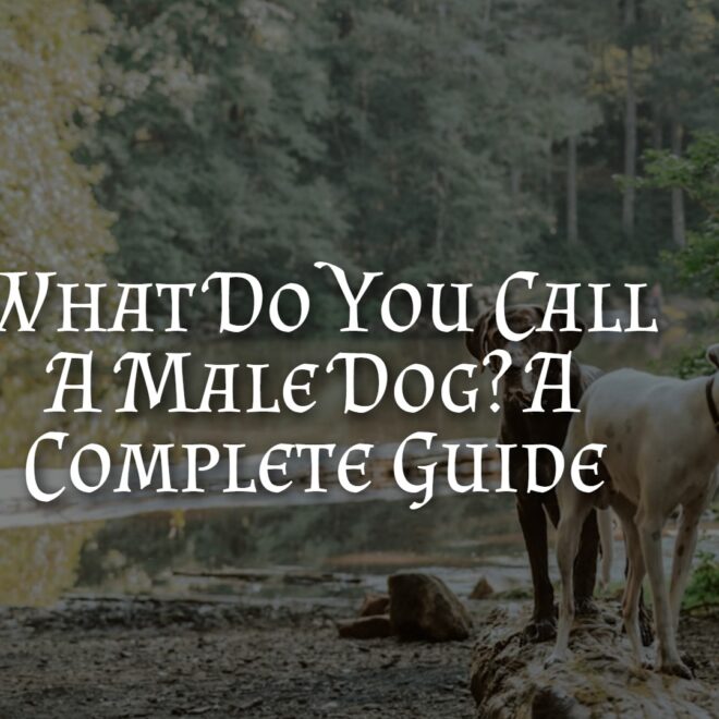 What Do You Call a Male Dog? Correct Terminology Explained