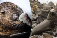 What Do Seals Taste Like? Flavor Profile and Culinary Curiosity