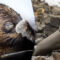What Do Seals Taste Like? Flavor Profile and Culinary Curiosity