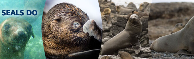 What Do Seals Taste Like? Flavor Profile and Culinary Curiosity
