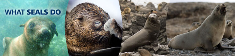 What Do Seals Taste Like? Flavor Profile and Culinary Curiosity