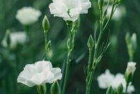 What Do White Flowers Mean? Purity Sympathy and New Beginnings