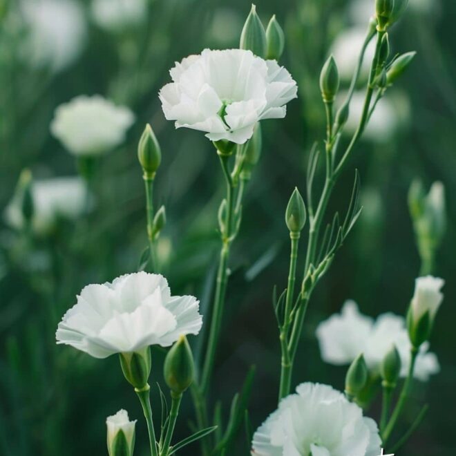 What Do White Flowers Mean? Purity Sympathy and New Beginnings