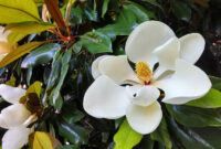 What Do Magnolias Smell Like? Floral Notes and Seasonal Scents