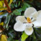 What Do Magnolias Smell Like? Floral Notes and Seasonal Scents