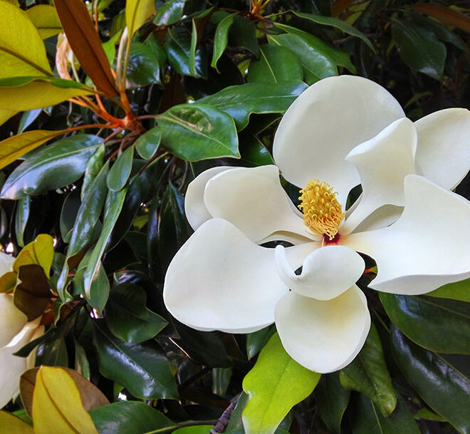 What Do Magnolias Smell Like? Floral Notes and Seasonal Scents