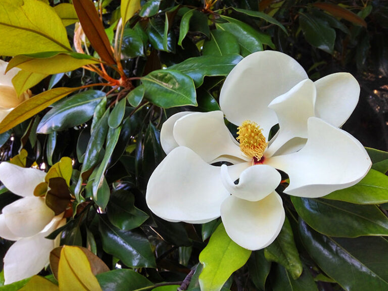 What Do Magnolias Smell Like? Floral Notes and Seasonal Scents