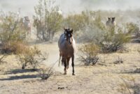 What Do Wild Horses Eat? Natural Diets and Grazing Habits