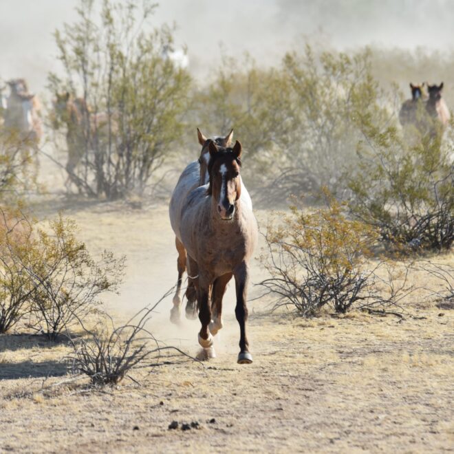 What Do Wild Horses Eat? Natural Diets and Grazing Habits