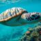 What Do Turtles Signify? Longevity Wisdom and Spiritual Meaning