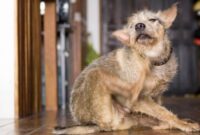 What Do Mites Look Like on Dogs? Symptoms Photos and Treatment