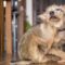 What Do Mites Look Like on Dogs? Symptoms Photos and Treatment