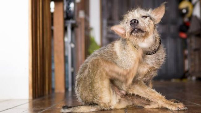 What Do Mites Look Like on Dogs? Symptoms Photos and Treatment