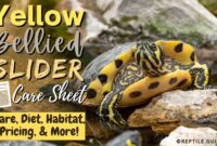 What Do Yellow Belly Turtles Eat? Feeding and Care Guide