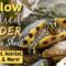 What Do Yellow Belly Turtles Eat? Feeding and Care Guide