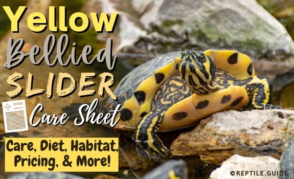 What Do Yellow Belly Turtles Eat? Feeding and Care Guide