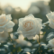 What Do White Roses Mean? Symbolism Love and Hidden Messages