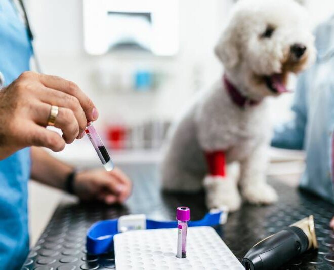 What Do Bichon Frise Usually Die From? Common Health Risks Explained