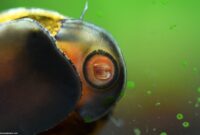 What Do Nerite Snails Eat? Algae Control and Tank Care Guide