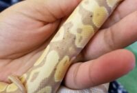 What Do Reptile Mites Look Like? Identification and Treatment Tips
