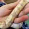 What Do Reptile Mites Look Like? Identification and Treatment Tips