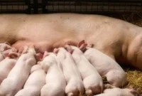 What Do You Feed Pigs? Balanced Diets for Healthy Growth