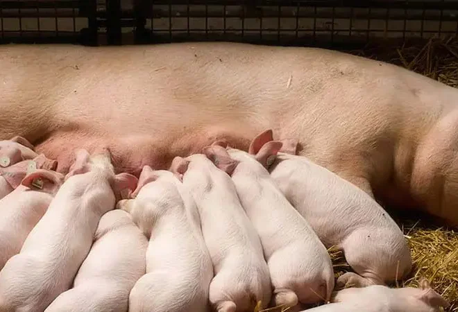 What Do You Feed Pigs? Balanced Diets for Healthy Growth