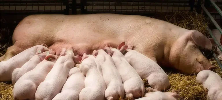 What Do You Feed Pigs? Balanced Diets for Healthy Growth