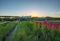 Best Plants for Southern California Climate