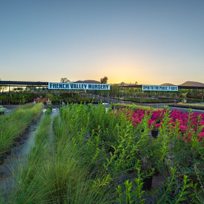 Best Plants for Southern California Climate
