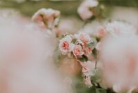 Best Vegetables to Grow in Southern California Year-Round