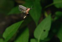 Fireflies in SoCal? Here’s the Truth