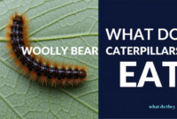 What Do Woolly Bear Caterpillars Eat? Feeding Habits Explained