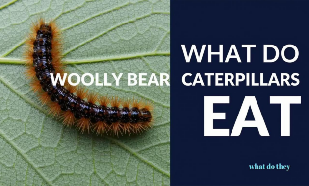 What Do Woolly Bear Caterpillars Eat? Feeding Habits Explained