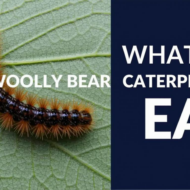 What Do Woolly Bear Caterpillars Eat? Feeding Habits Explained